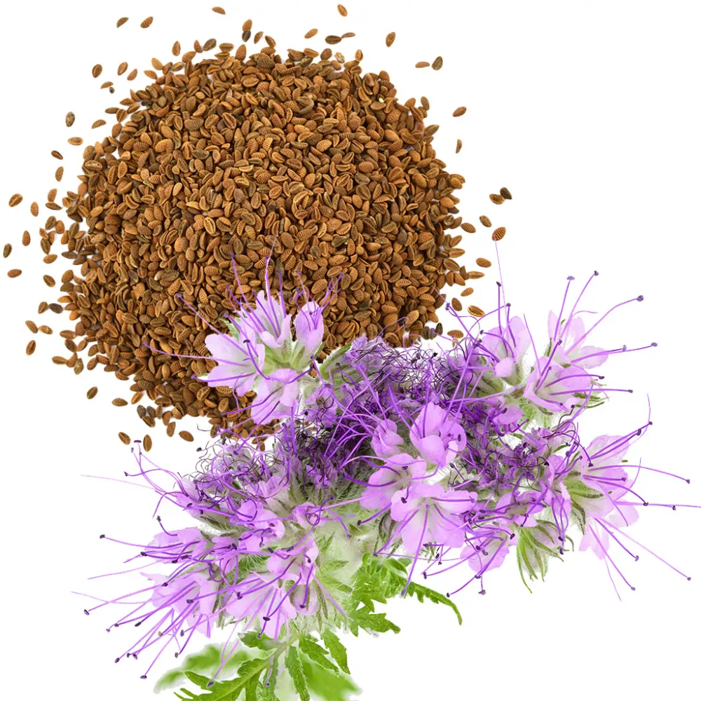 Svazenka vratičolistá - Phacelia tanacetifolia - semena