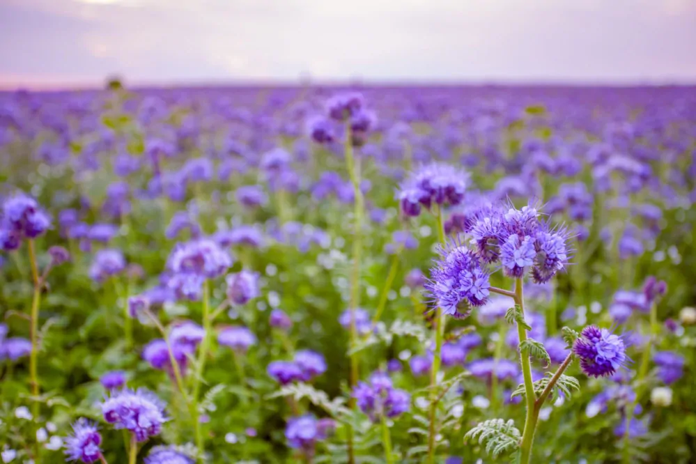 Svazenka vratičolistá - Phacelia tanacetifolia - semena