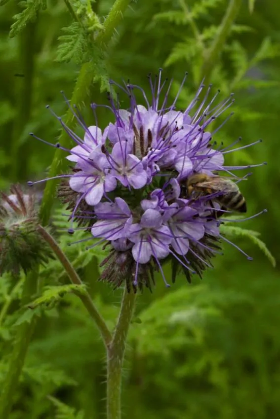 Svazenka vratičolistá - Phacelia tanacetifolia - semena