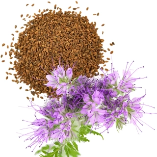 Svazenka vratičolistá - Phacelia tanacetifolia - semena